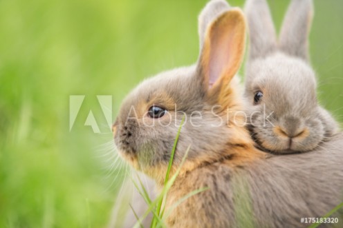 Bild på Kuschelnde Kaninchenbabies